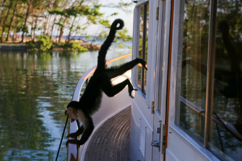Boat Monkey
