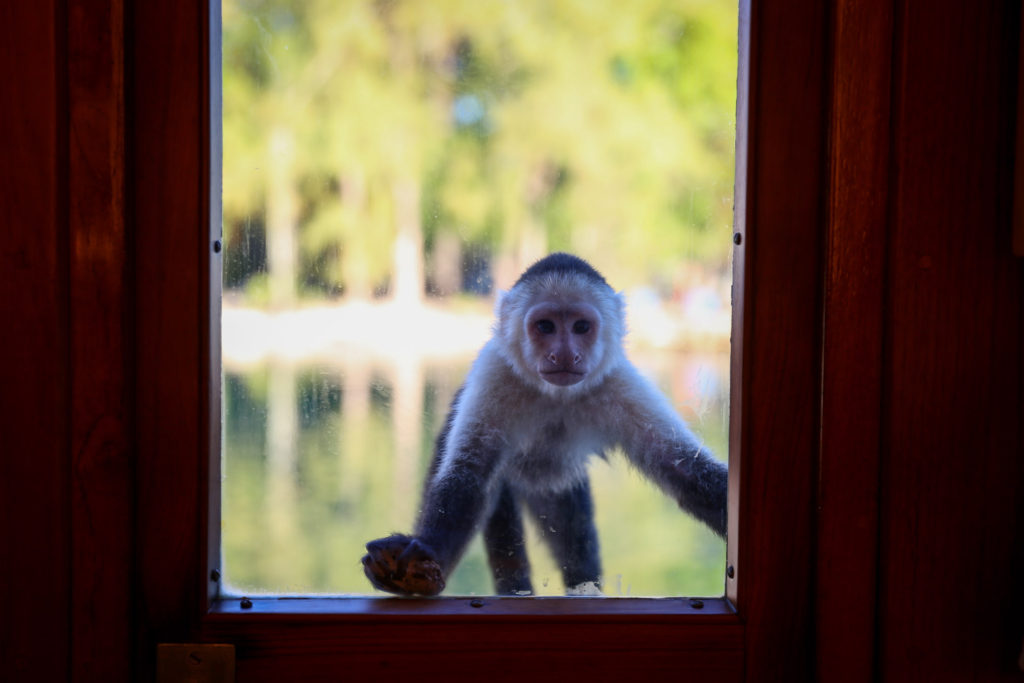 Monkey Peeking In Door
