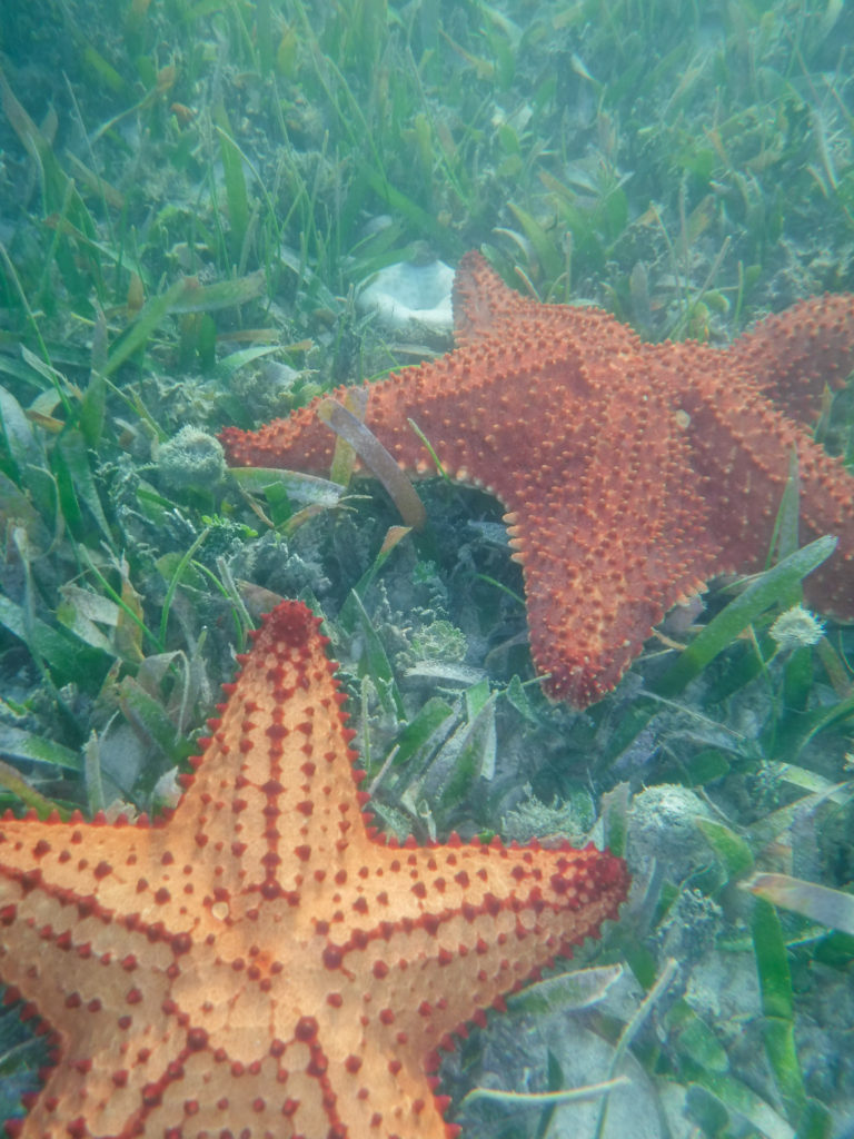 Guanaja Starfish