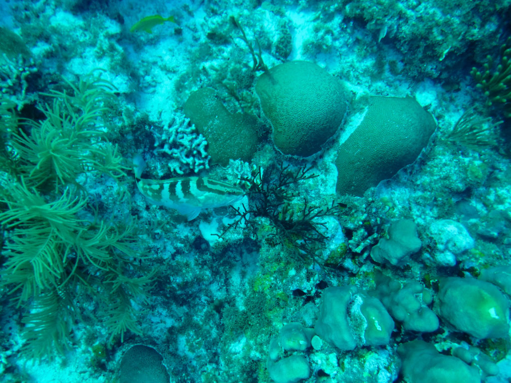 Little Cayman Reef