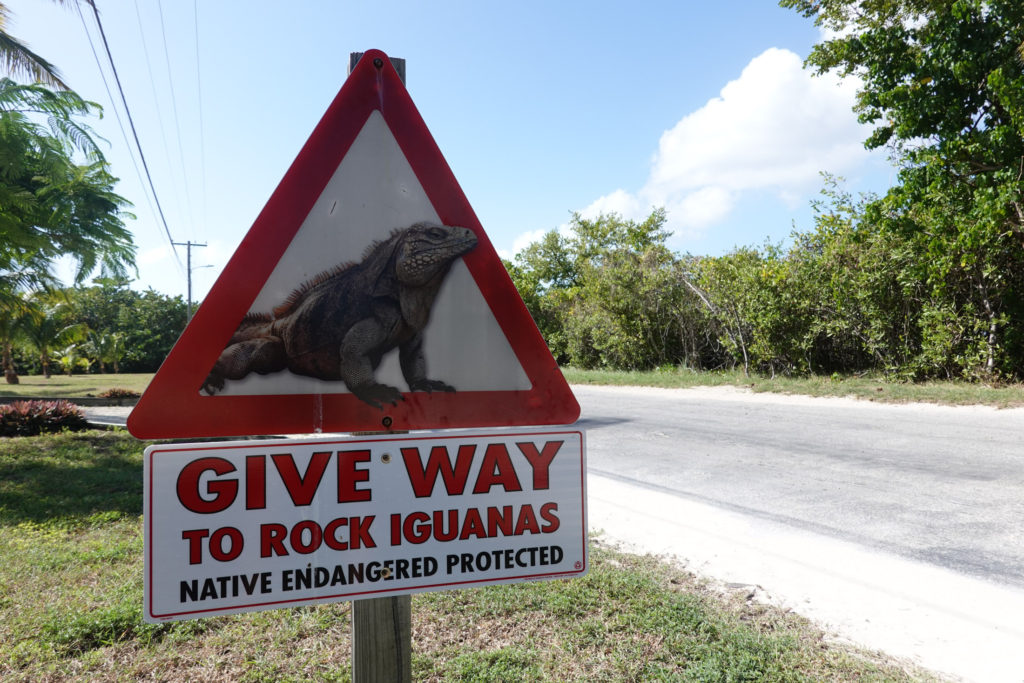 Rock Iguanas