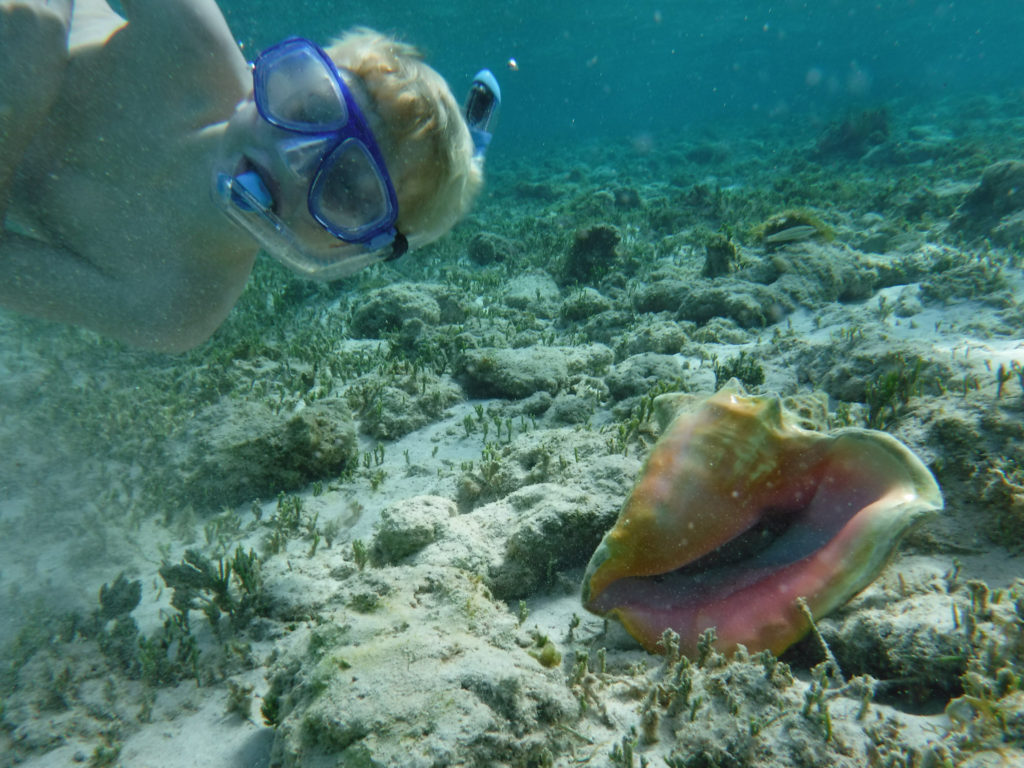 Little Cayman Conch