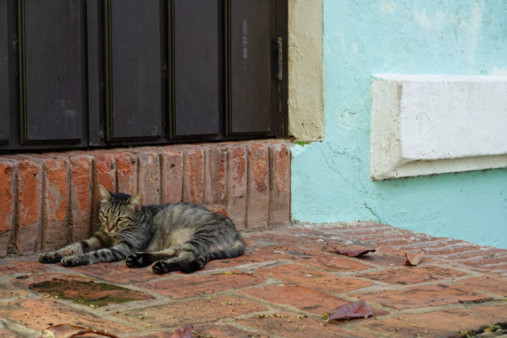 Old San Juan Cats