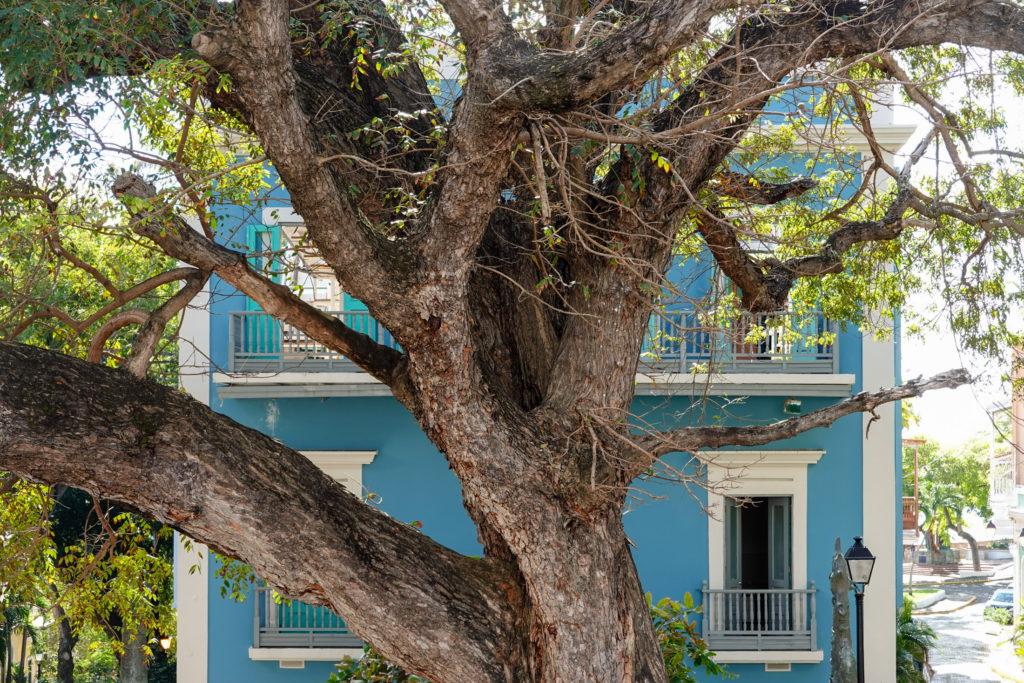 Old San Juan Tree