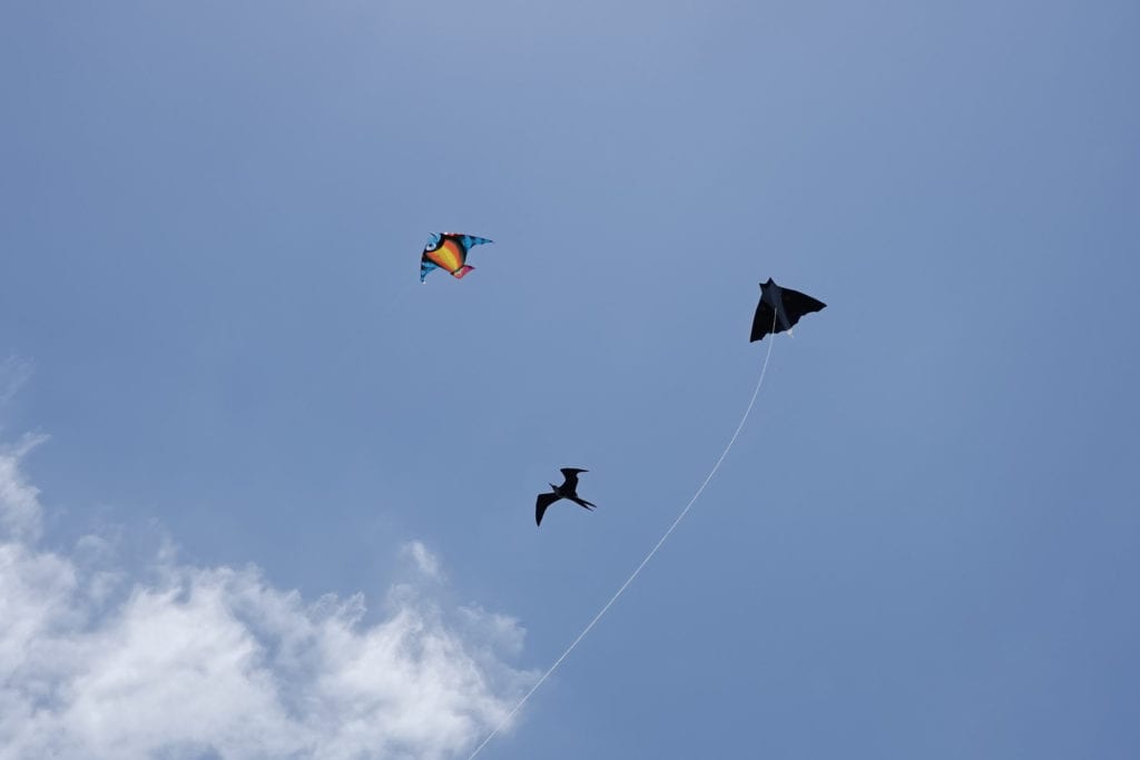 Kites and Birds