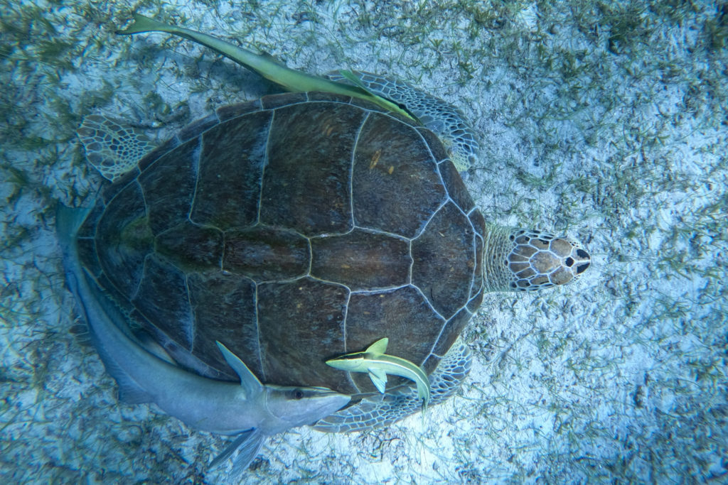 Turtle and Remora