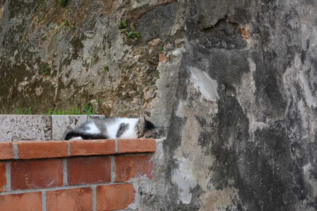 Sleeping San Juan Kitten