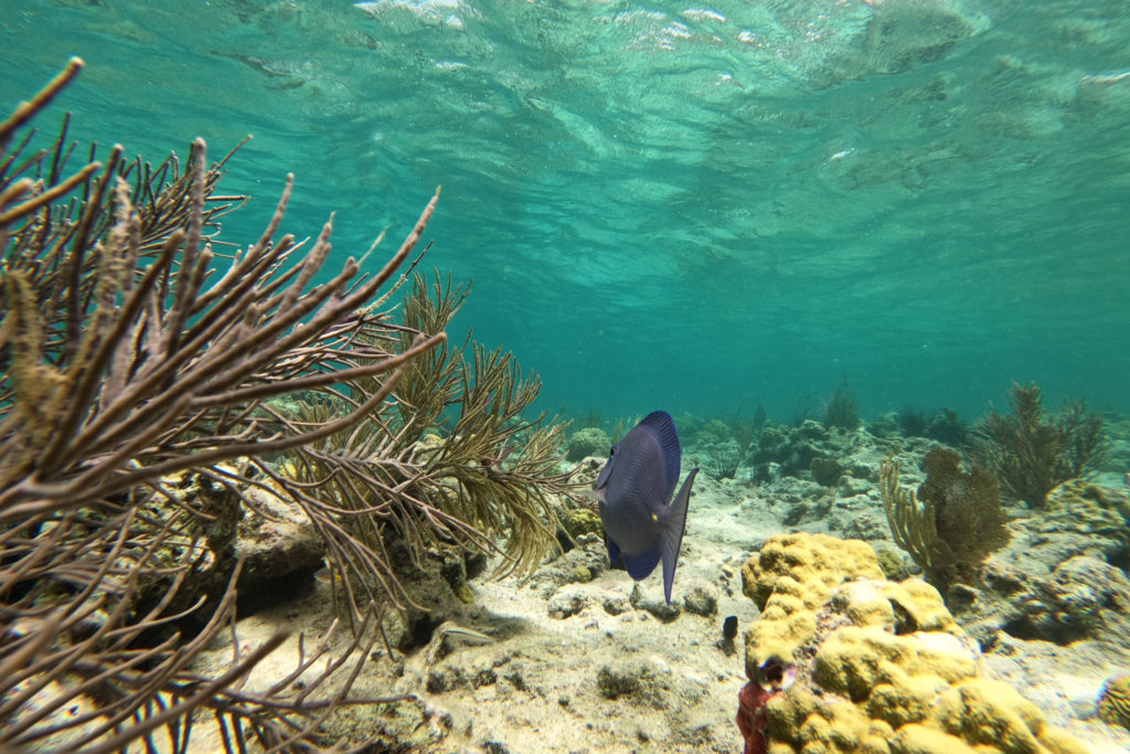 Waterlemon Cay